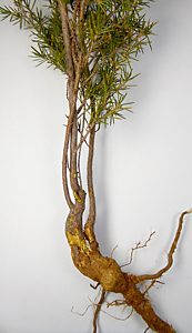 Ethonion cf. reichei, PL3847, larval host plant, host Pultenaea acerosa (PJL 3136) with root crown gall, SL, 8.6 × 3.3 mm